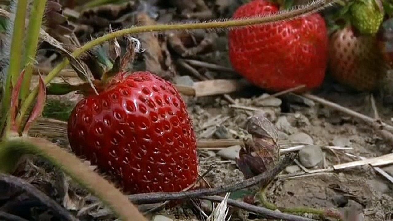 Silver Queen Farm: Planting Strawberries (1 of 2)