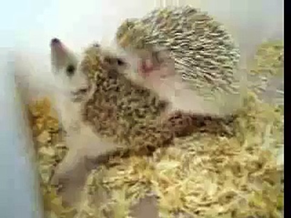 My Hedgehogs Making Love - Part II
