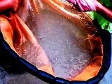 Arowana fish - removing babies from male arowana mouth