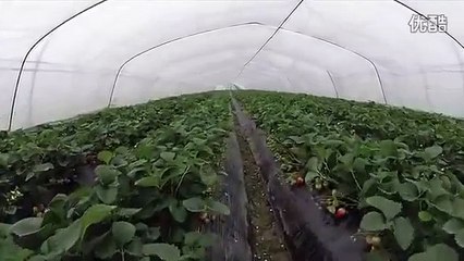 Ферма по выращиванию клубники в Hefei Changfeng. FPV полет над теплицами и внутри теплиц.