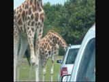 Giraffen geven auto's wasbeurt in Safaripark Beekse Bergen