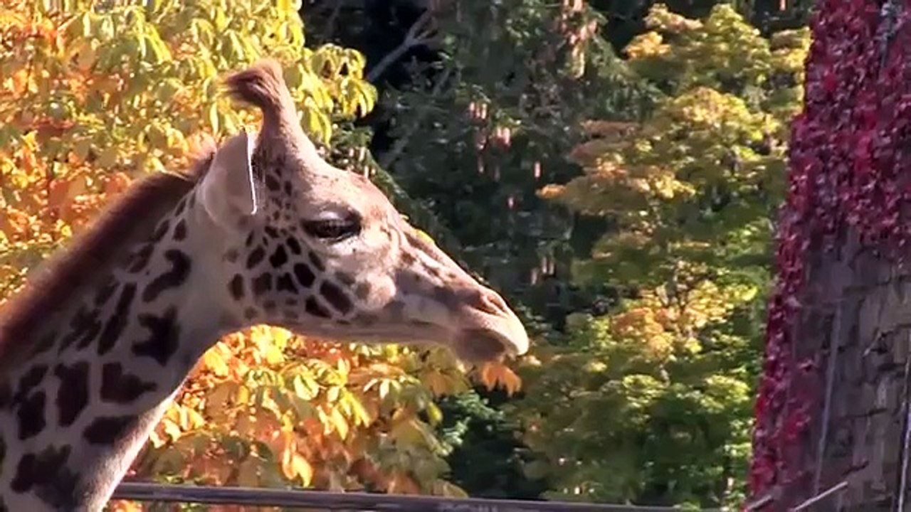 マサイキリンの檻取り作業~ナナスケ日本平動物園へ