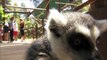 Guests Get Fresh with Lemurs at the San Diego Zoo Safari Park
