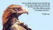 Undoolya Eagles III - On Eagle Wings