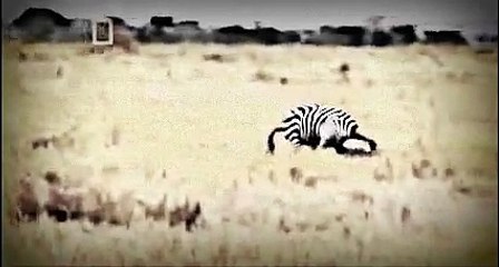 نسخة من The Most Dangerous Animal Attack -最危險的動物攻擊-هجوم اخطر الحيوانات
