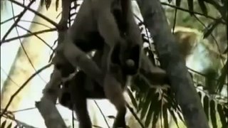 Funny Videos When animals do it