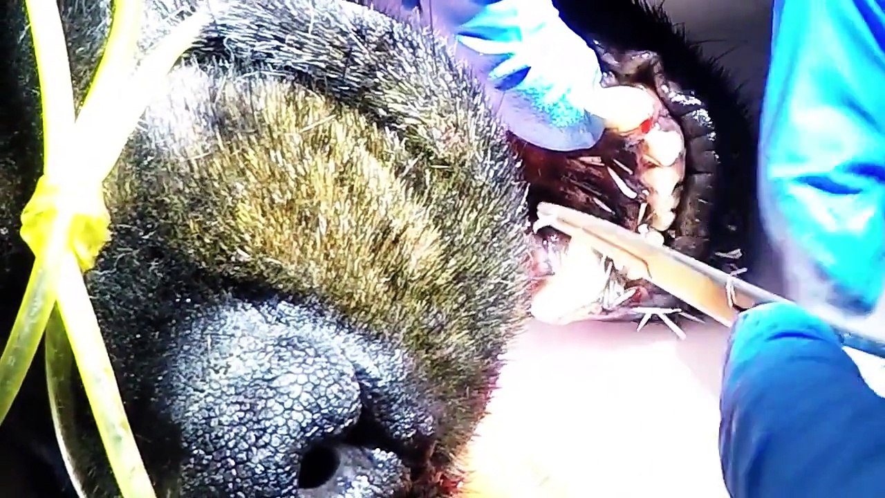 Rottweiler with 250 Porcupine Quills