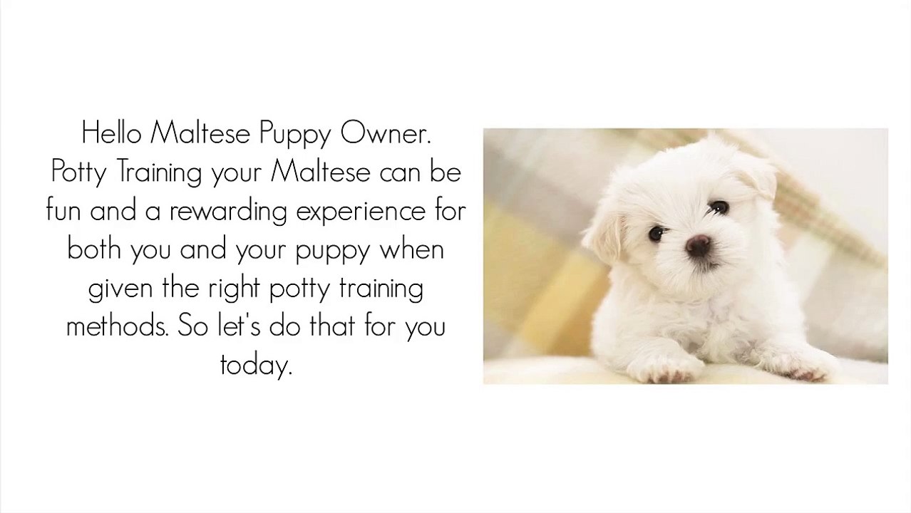 Maltese (Dog Breed) How To Potty Train A Maltese Puppy House Training  -Housebreaking Maltese Puppies - video Dailymotion