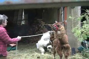 Llama In trouble