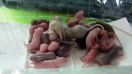 Mäuse Babys