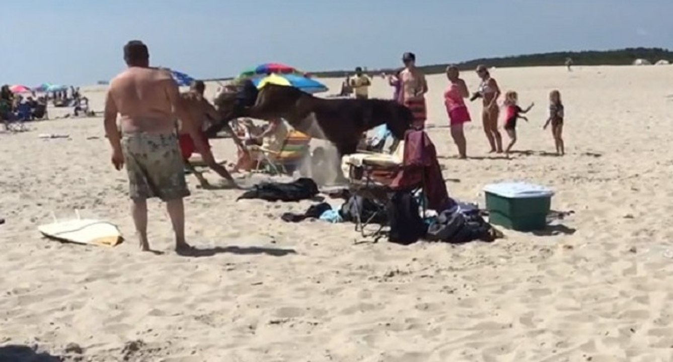 Sauveteur vs cheval