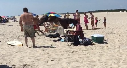 Sauveteur vs cheval
