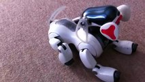 Sony Aibo ERS-7 Snoopy Home Robot Pet Dog showing the children a new trick