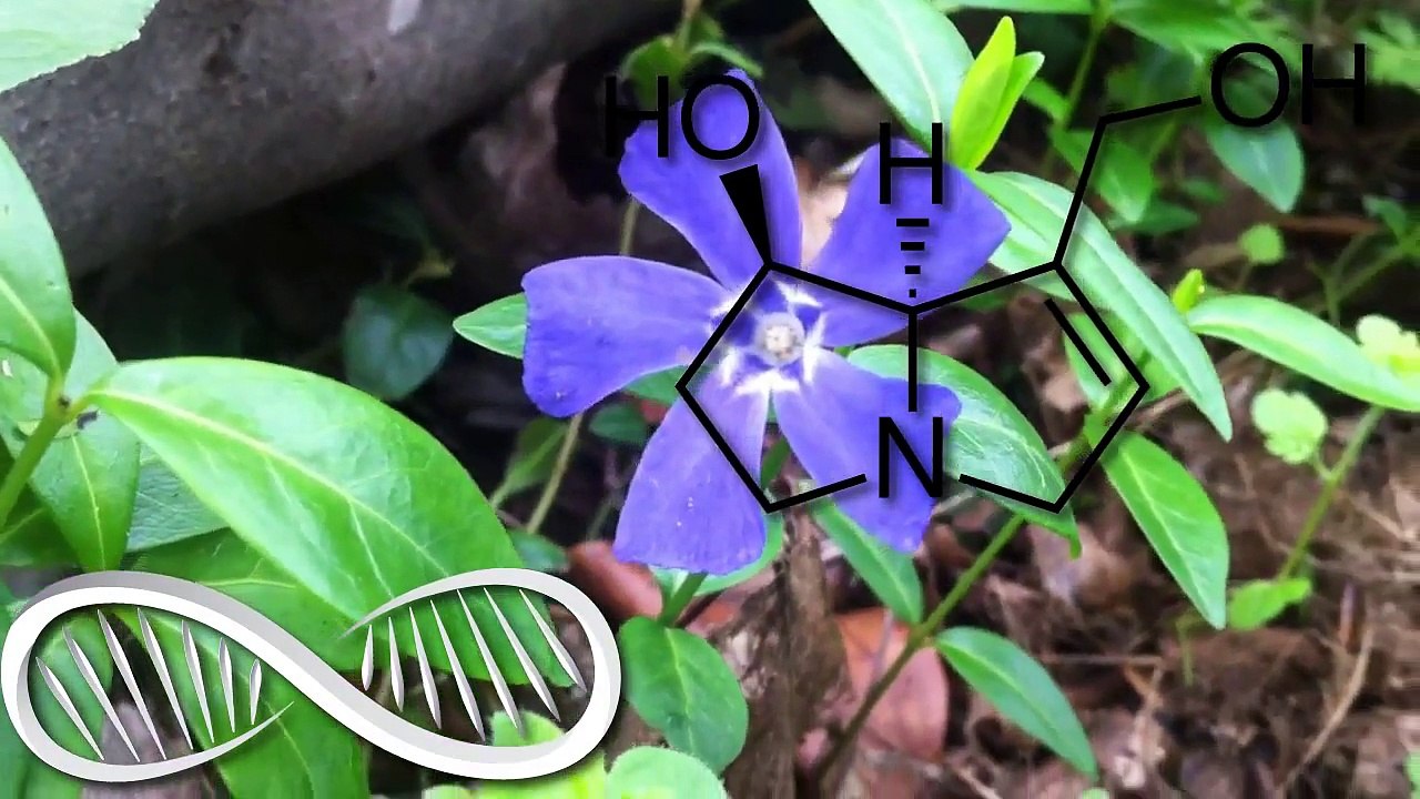 Vinpocetine as a Nootropic: Benefits, Sources, Dosage, Side effects and Supplement Info