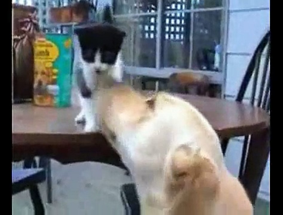 Nice dog .vs. Cute cat ( a kitty ) - Lovely Licking !!