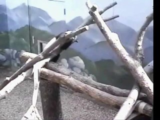 Mei Lan & Lun Lun - What Goes Down, Must Come Up!