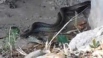 kobra yılanlarının ciftlesme anı