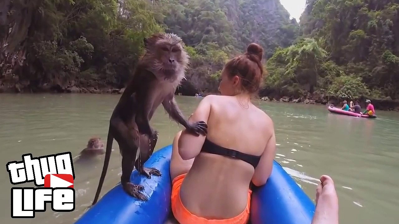 Animals Thug Life Compilation of June 2015 Epis...