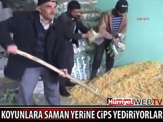 Koyunlara saman yerine Çitos Veriyos