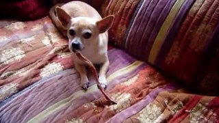Growling Chihuahua 
