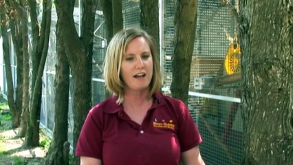 Moody Gardens: Civet inside the Rainforest Pyramid on Galveston Island, Texas