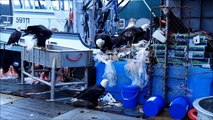 Bald Eagles Eating the Bait on a Fishing Boat, Kodiak Alaska