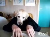 Very funny dog eating with human hands... HaHaHa