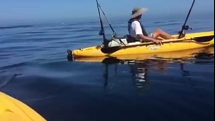 Balıkçıların köpekbalığı korkusu