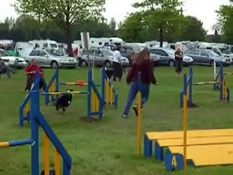 Teagan - Intermediate agility, Tunbridge Wells