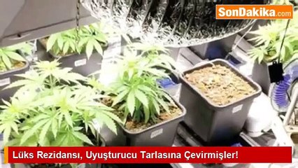 Lüks Rezidansı, Uyuşturucu Tarlasına Çevirmişler