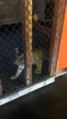 En dépit des objections, ce nouveau bébé tigre a été présenté à un stade en délire.