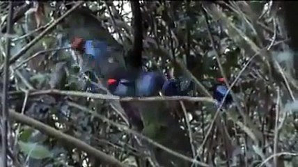 olmaz böle bişey kuslar  bile sırasını bozmuyor