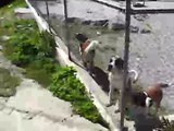 st. bernard dog barking