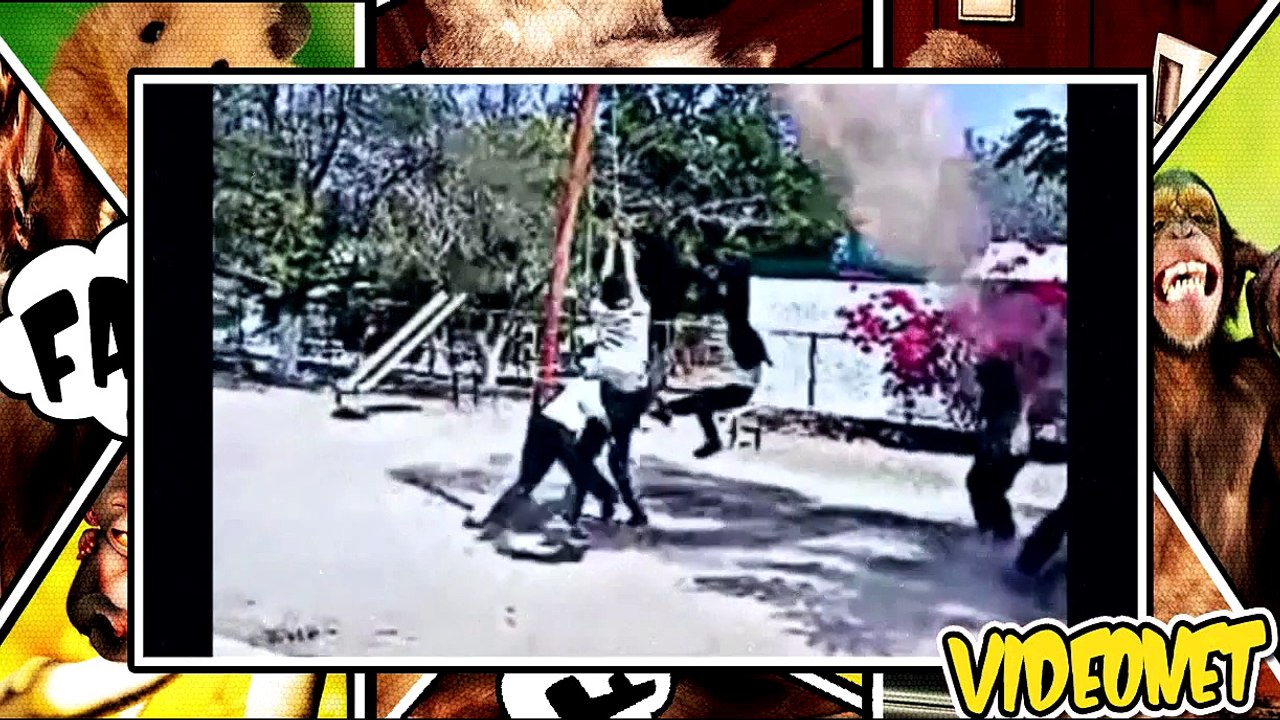 videos engraçados  Pra morrer de rir  2015 - Videos Graciosos-Videos chistosos