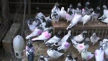 Pakistani Pigeons for SALE California