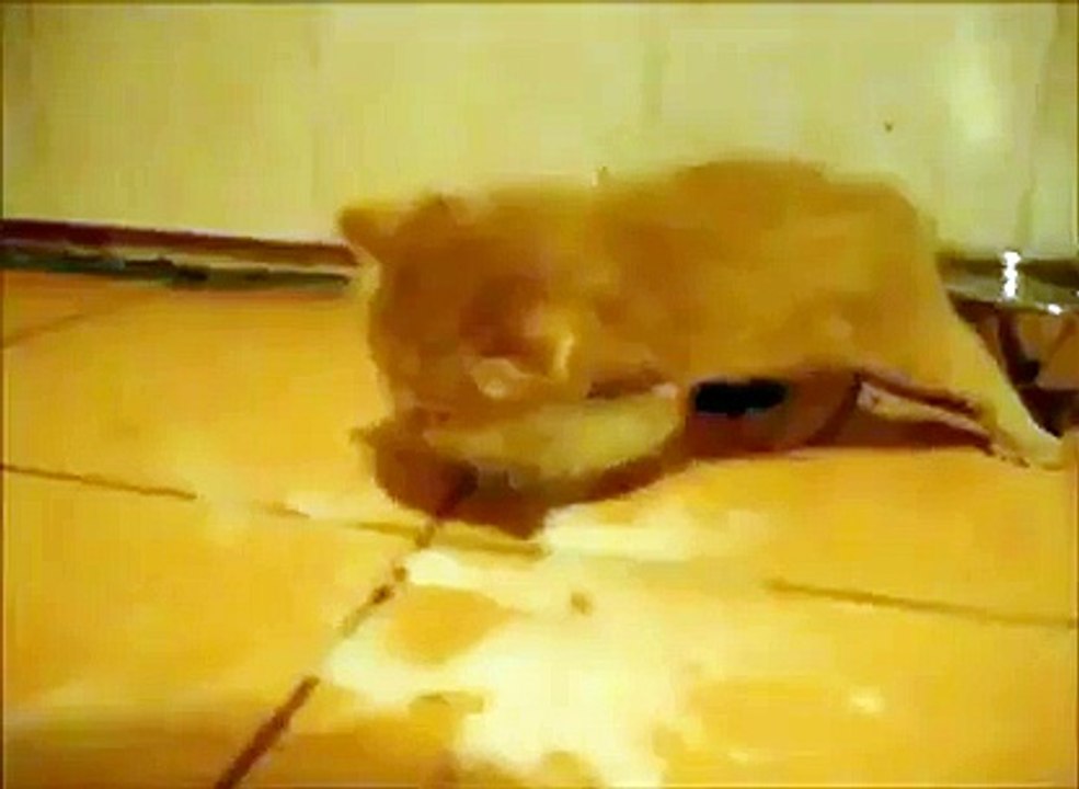 cat milk