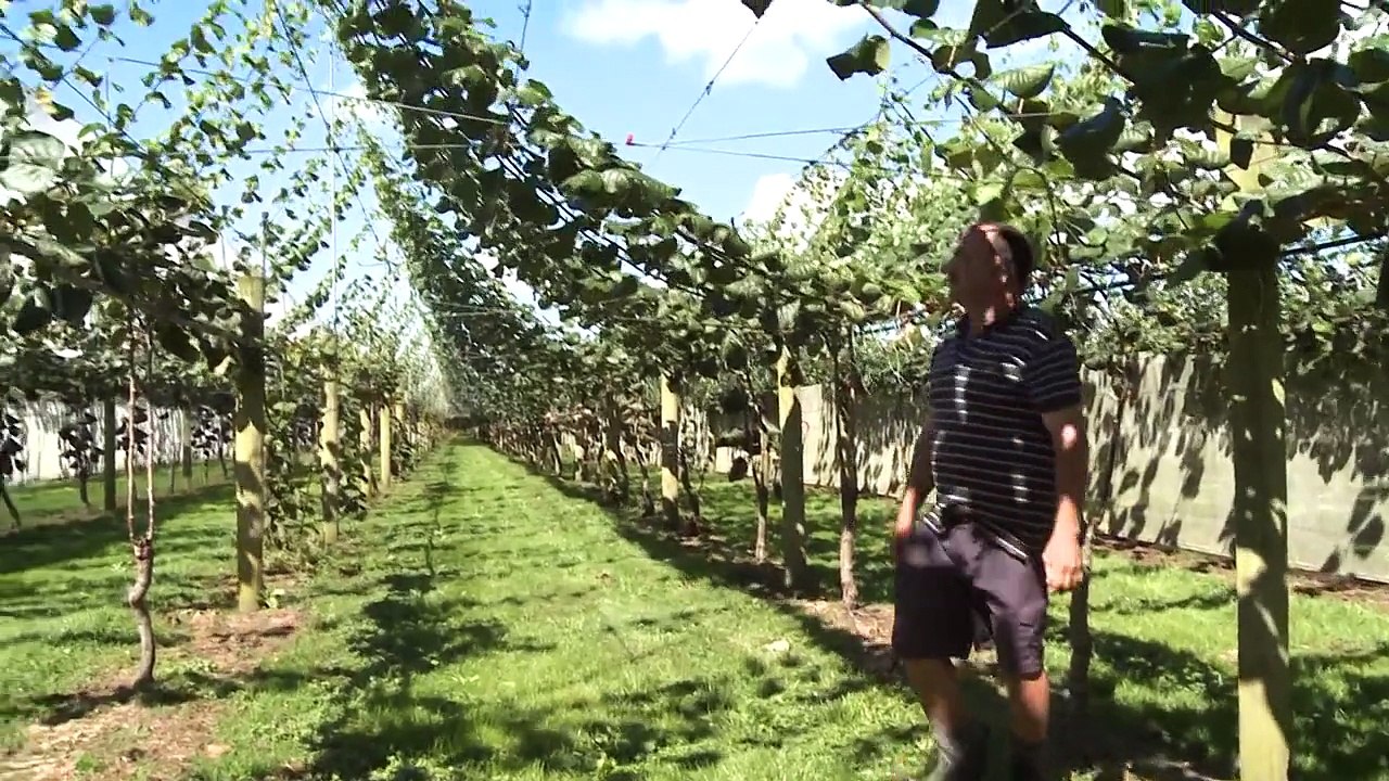 SupaVine cane control system on a G3 kiwifruit orchard in New Zealand