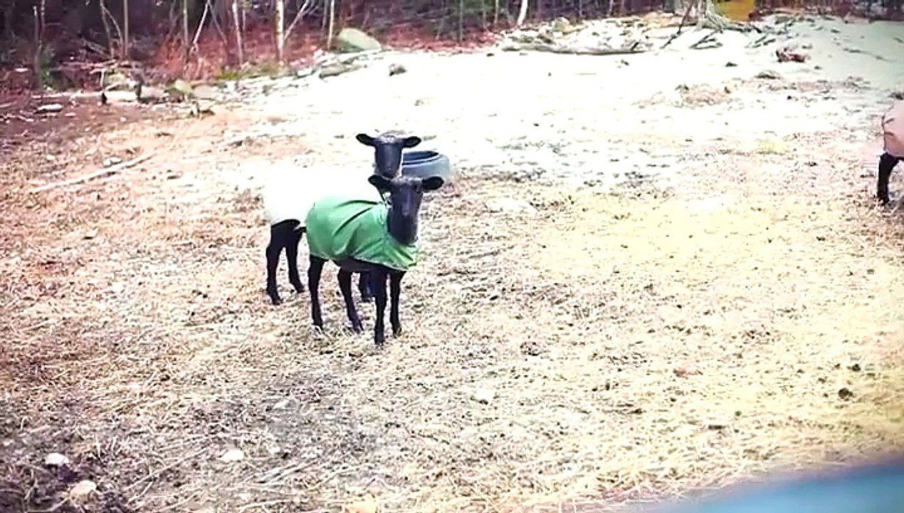 howler sheep