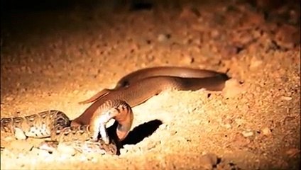 Puff Adder vs. Cobra snake war