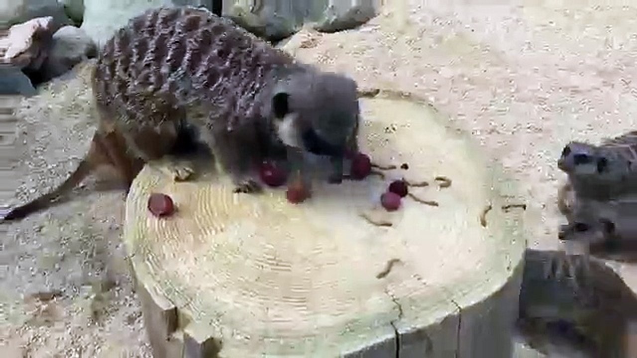 Un suricate pas partageur