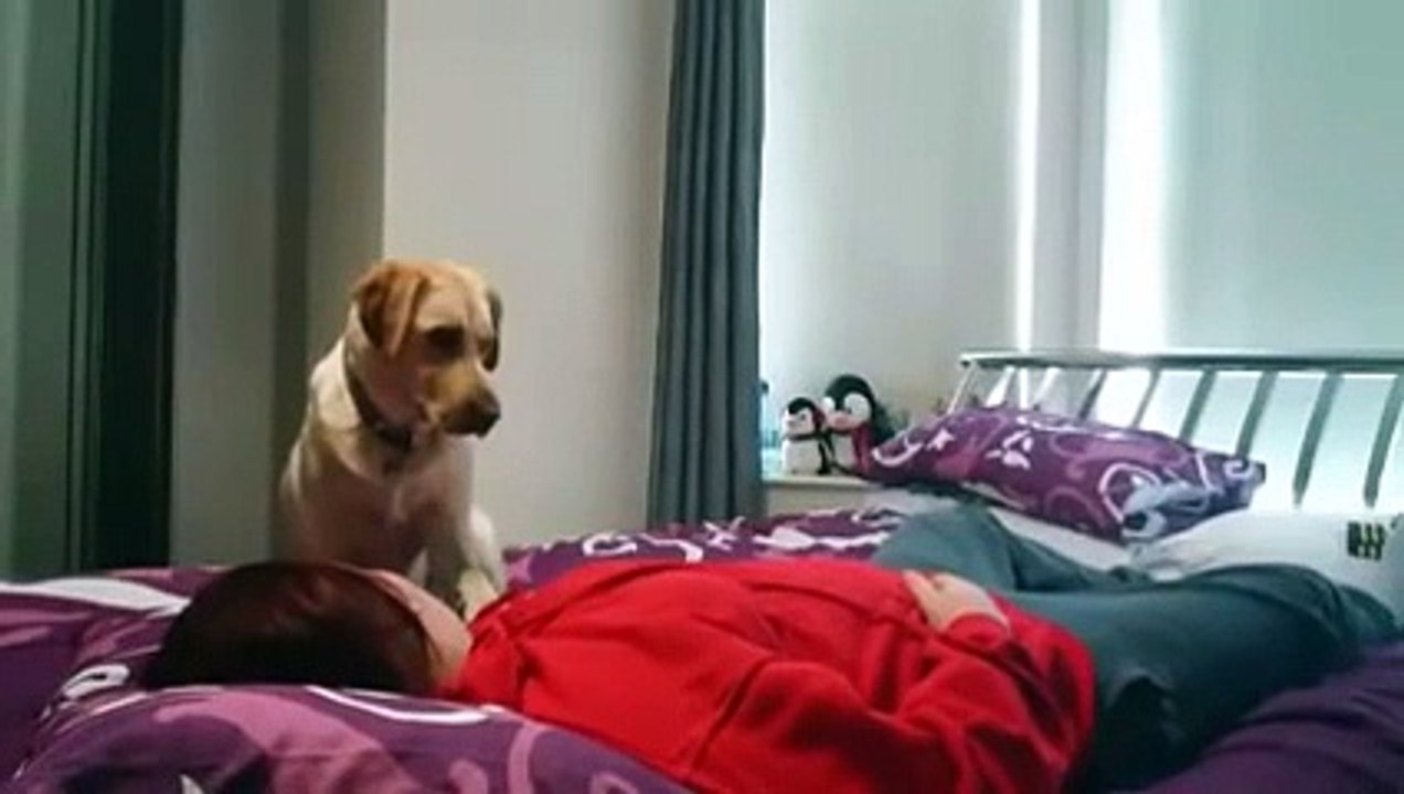 L'incroyable réaction de ce chien face à sa maîtresse épileptique