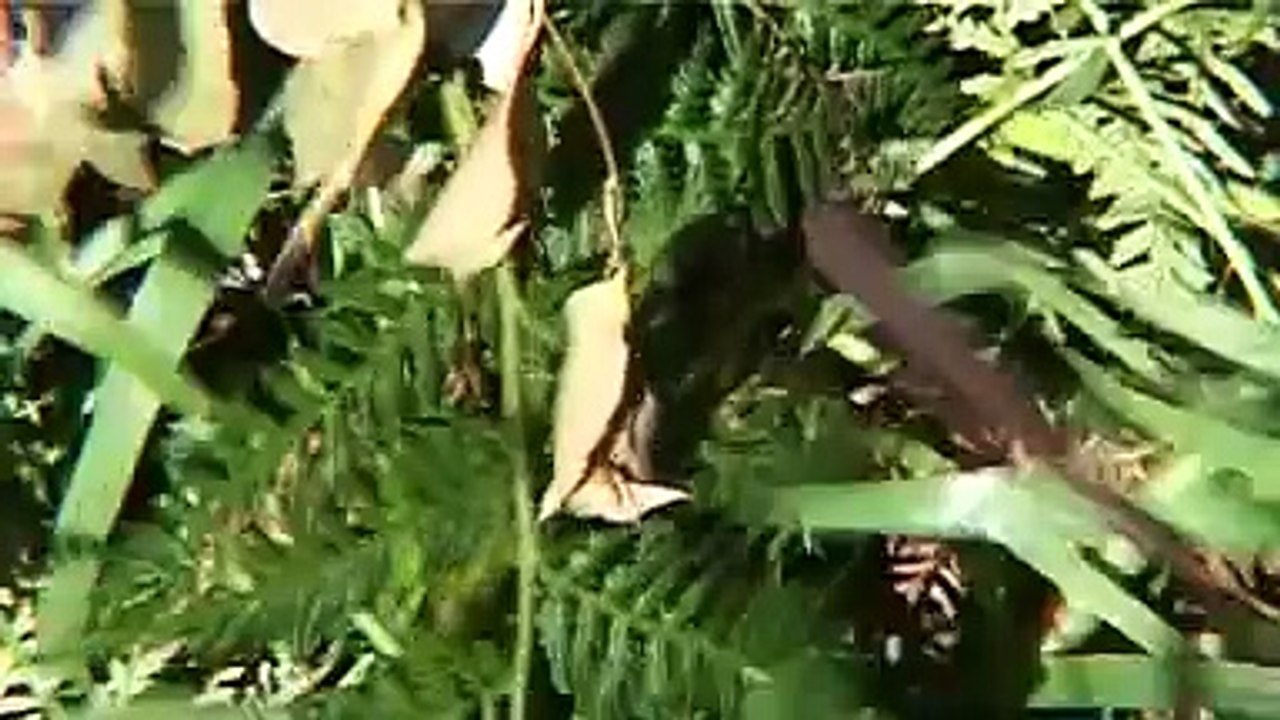 24  - Victorian Style, Part 1.