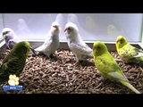 Budgies (Parakeets)