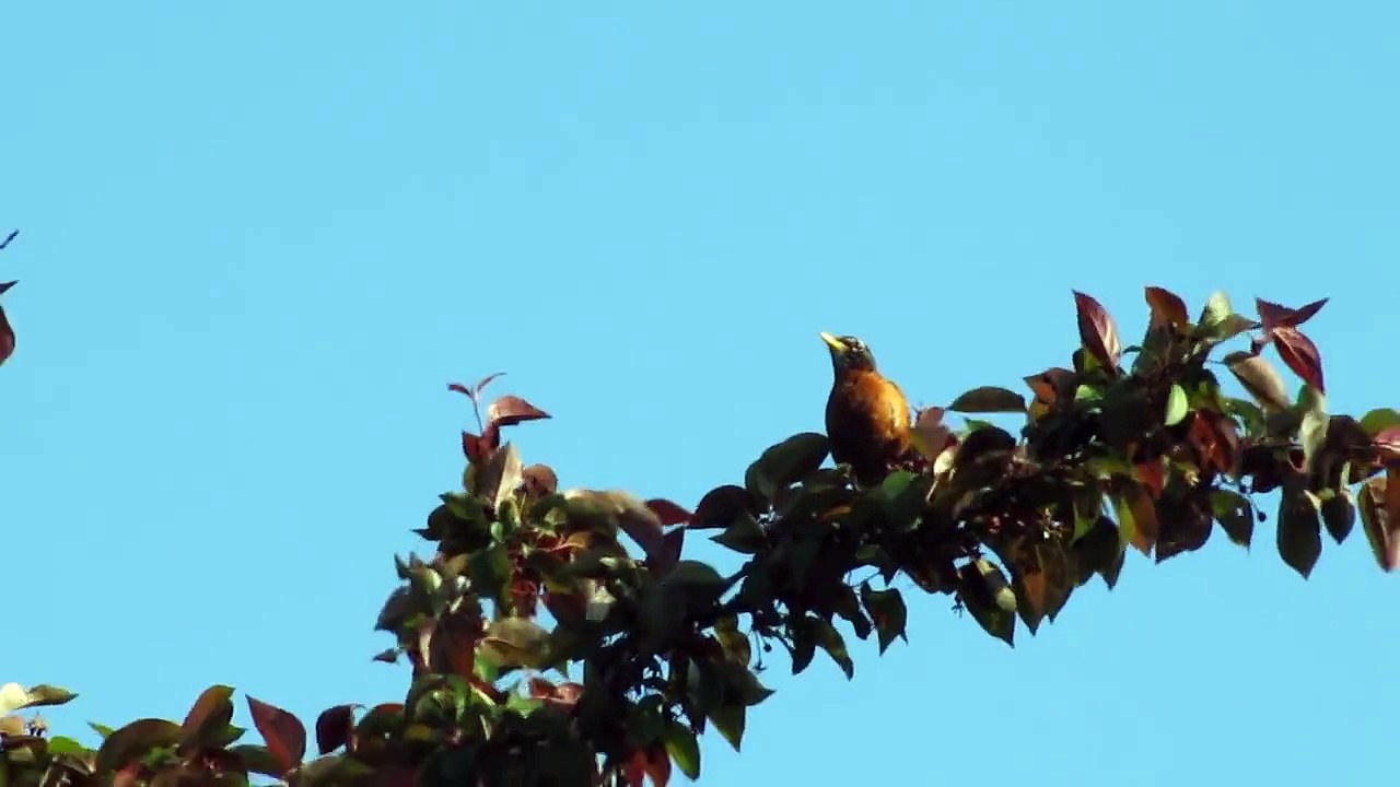 American Robin (song?)