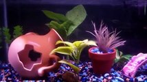 Neon Tetra, Tiger Barb, & Mickey Mouse Platy 10G aquarium