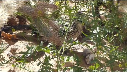 Roadrunner Eating a Kangaroo Rat
