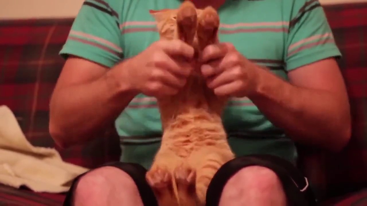 Funny Cat Dance - Hilarious