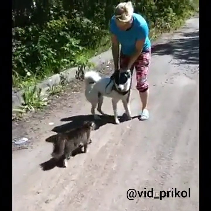 Agressive Cat Attacks Dog - Awesome ! - Злой Ко...