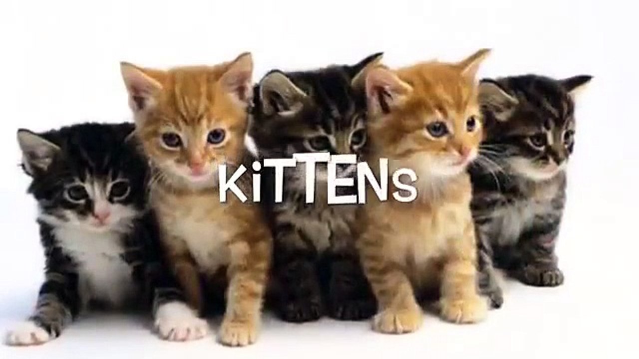 Cute Animals