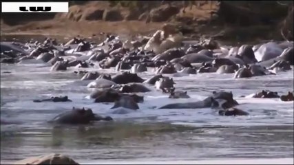 Hipopótamo mata a un cocodrilo gigante